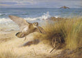 archibald thorburn a haven of rest woodcock on the shore A4 Photo Print