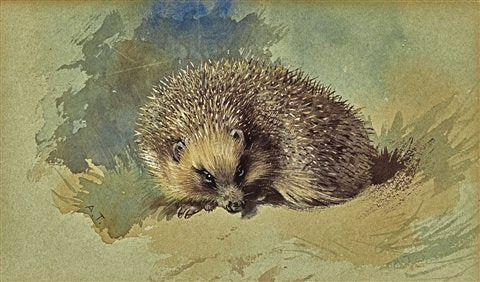 archibald thorburn a hedgehog A4 Photo Print
