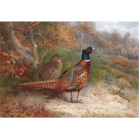 archibald thorburn a hen and a cock pheasant A4 Photo Print
