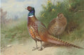 archibald thorburn a hen and cock pheasant by gorse A4 Photo Print