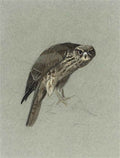 archibald thorburn a hen merlin A4 Photo Print