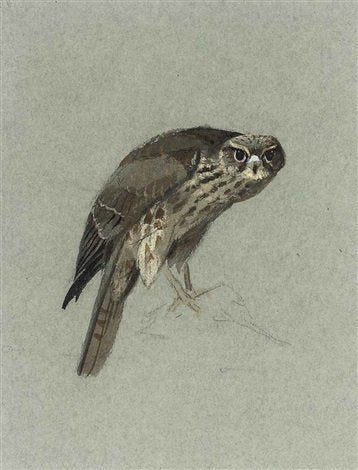 archibald thorburn a hen merlin A4 Photo Print