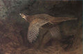 archibald thorburn a hen pheasant in flight A4 Photo Print