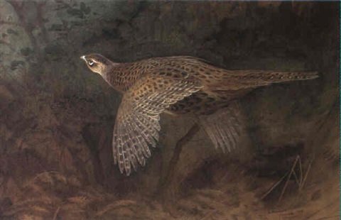 archibald thorburn a hen pheasant in flight A4 Photo Print