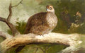 archibald thorburn a hen pheasant perched on a branch A4 Photo Print