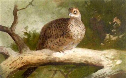 archibald thorburn a hen pheasant perched on a branch A4 Photo Print