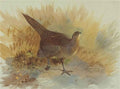 archibald thorburn a hen pheasant A4 Photo Print