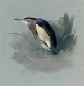 archibald thorburn a heron waiting in the marshes A4 Photo Print