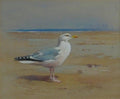 archibald thorburn a herring gull on a beach A4 Photo Print