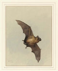 archibald thorburn a horse shoe bat A4 Photo Print