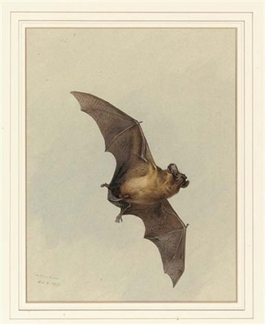 archibald thorburn a horse shoe bat A4 Photo Print