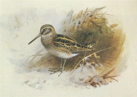archibald thorburn a jack snipe A4 Photo Print