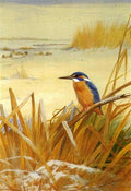 archibald thorburn a kingfisher amongst reeds in winter A4 Photo Print