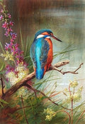 archibald thorburn a kingfisher resting A4 Photo Print