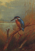 archibald thorburn a kingfisher A4 Photo Print