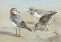 archibald thorburn a knot a sandpiper and a little ringed plover A4 Photo Print