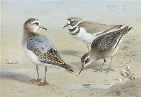 archibald thorburn a knot a sandpiper and a little ringed plover A4 Photo Print