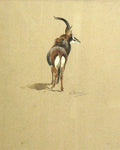 archibald thorburn a kudu study A4 Photo Print