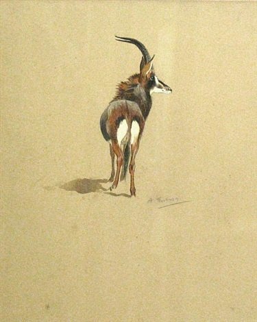 archibald thorburn a kudu study A4 Photo Print