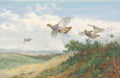 archibald thorburn a large covey of grey partridge in flight over gorse A4 Photo Print