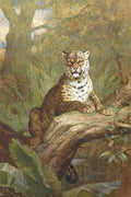 archibald thorburn a leopard in a tree A4 Photo Print