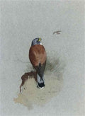 archibald thorburn a lesser kestrel A4 Photo Print