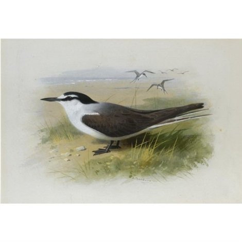 archibald thorburn a lesser sooty tern A4 Photo Print