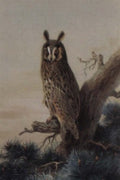 archibald thorburn a long eared owl perched in a pine tree A4 Photo Print