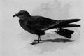 archibald thorburn a madeiran fork tailed petrel A4 Photo Print