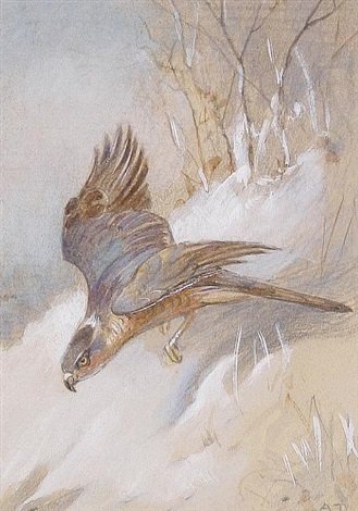 archibald thorburn a male sparrowhawk study A4 Photo Print