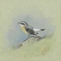 archibald thorburn a male wheatear A4 Photo Print