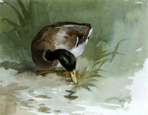 archibald thorburn a mallard drake feeding at a the waters edge A4 Photo Print