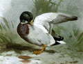 archibald thorburn a mallard drake preening A4 Photo Print
