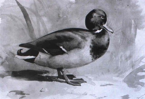 archibald thorburn a mallard drake A4 Photo Print