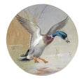 archibald thorburn a mallard landing 9.5cm diameter circular A4 Photo Print