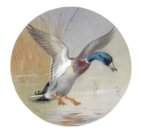 archibald thorburn a mallard landing 9.5cm diameter circular A4 Photo Print