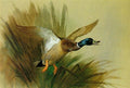 archibald thorburn a mallard rising from reeds A4 Photo Print