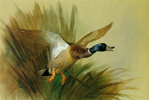 archibald thorburn a mallard rising from reeds A4 Photo Print