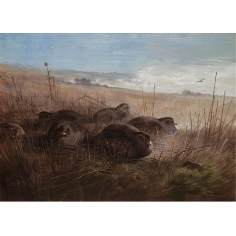 archibald thorburn a moonlight night in the open grey partridges A4 Photo Print