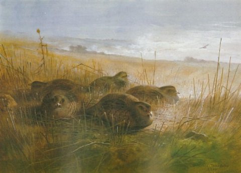 archibald thorburn a moonlit night in the open partridge A4 Photo Print