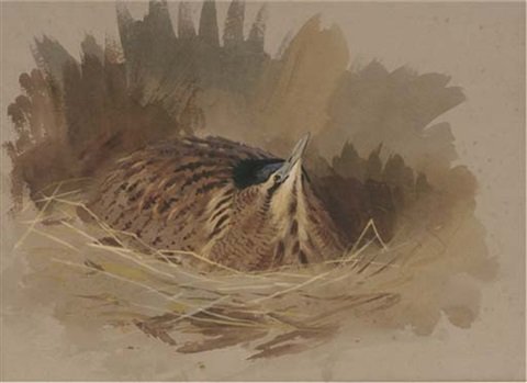 archibald thorburn a nesting bittern A4 Photo Print