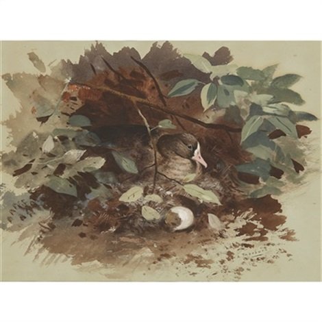 archibald thorburn a nesting goose A4 Photo Print