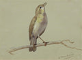 archibald thorburn a nightingale A4 Photo Print