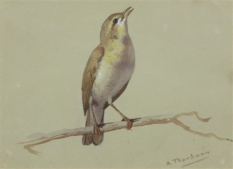 archibald thorburn a nightingale A4 Photo Print