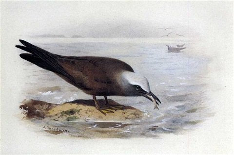 archibald thorburn a noddy tern A4 Photo Print
