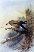 archibald thorburn a nutcracker on a branch A4 Photo Print