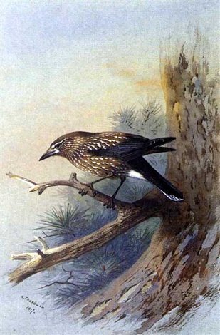 archibald thorburn a nutcracker on a branch A4 Photo Print