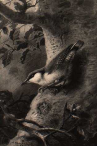 archibald thorburn a nuthatch perched in a chestnut tree A4 Photo Print