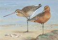 archibald thorburn a pair of bar tailed godwit A4 Photo Print