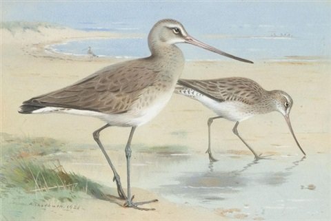archibald thorburn a pair of black tailed godwit A4 Photo Print